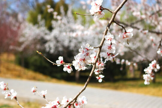 樱花