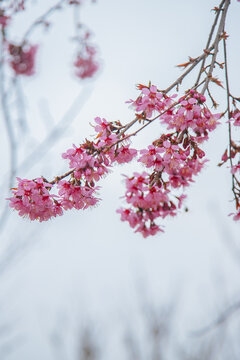 冬樱花