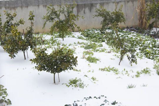 冬天雪景菜园