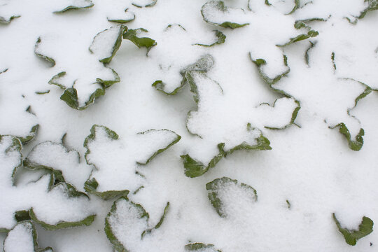 雪天白菜