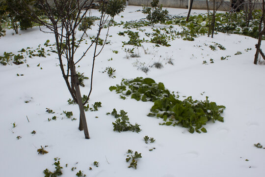 冬天菜园