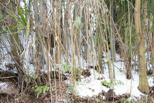 竹林积雪