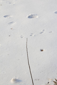 积雪覆盖的农田