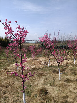 桃花