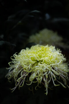 秋日菊花优雅花景无锡惠山菊展