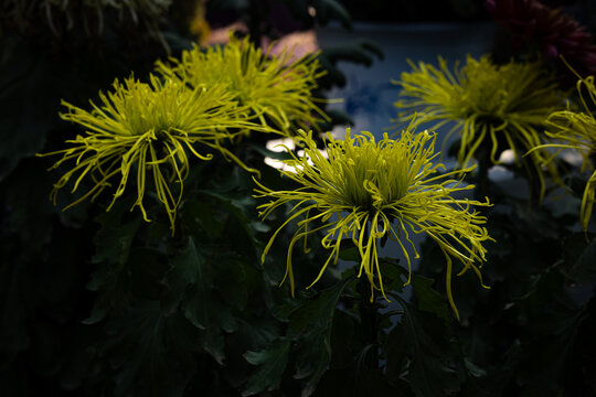 鲜花菊花秋日花朵盛开花卉鲜活