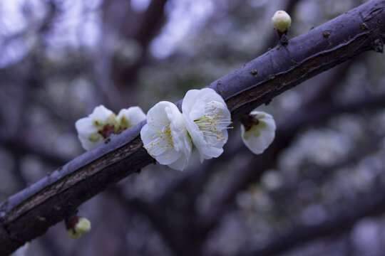 白梅花