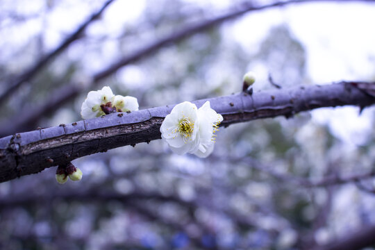 白梅花