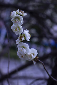 白梅花