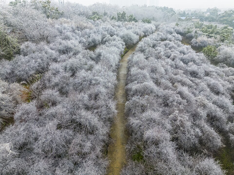 湖南农科院的冻梅