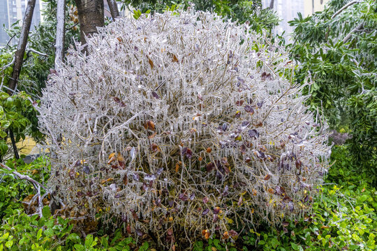 长沙的冻雨冰树