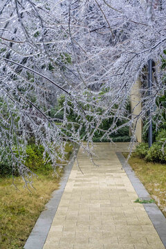 长沙的冻雨冰树