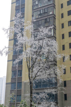 长沙的冻雨冰树