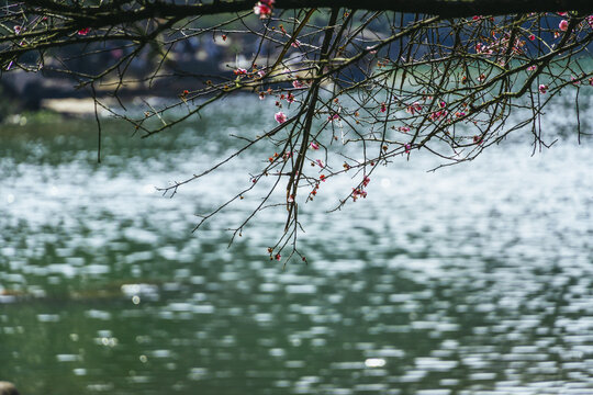 长沙桃花岭的梅花