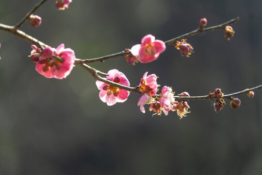 长沙桃花岭的梅花