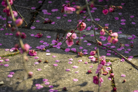 长沙桃花岭的梅花