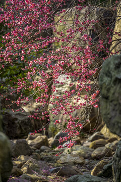 长沙桃花岭的梅花