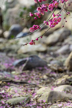 长沙桃花岭的梅花