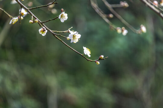 长沙桃花岭的梅花