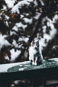 流浪猫