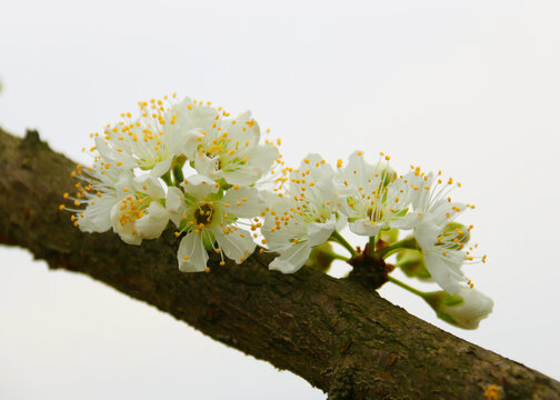 李子花