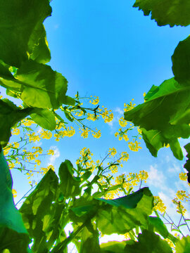 美丽的油菜花与天空