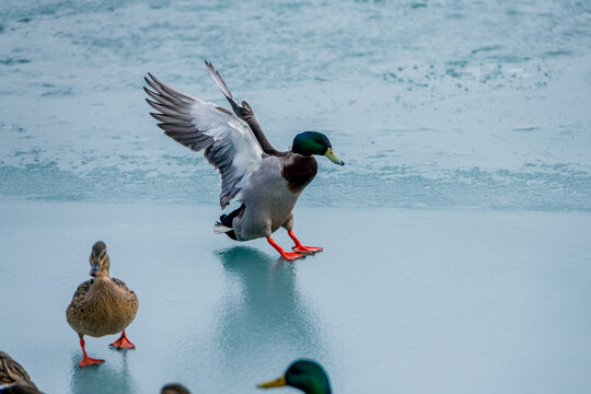 昆明湖冰面野鸭