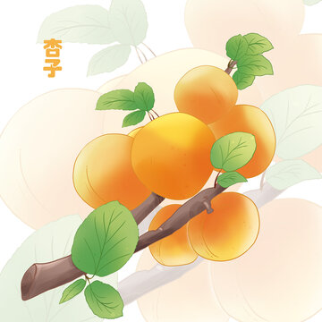 手绘杏子包装插画