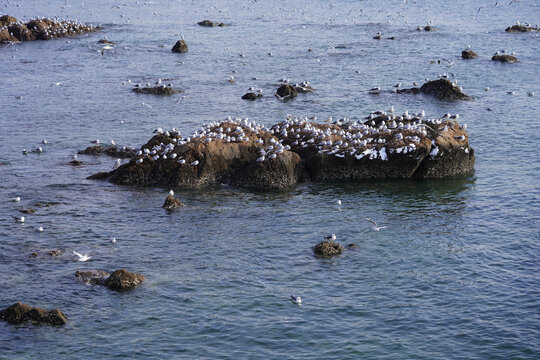 青岛喂海鸥