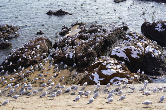 青岛喂海鸥