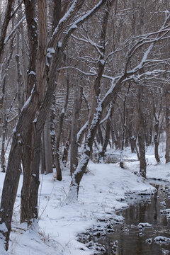 雪景