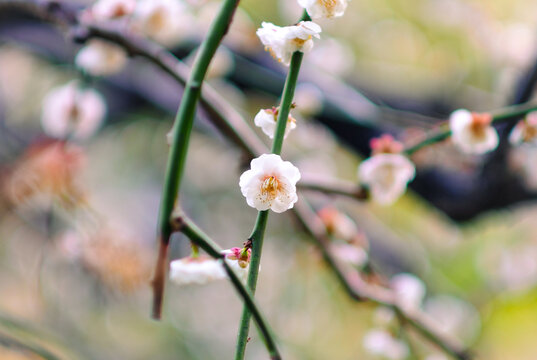 梅花