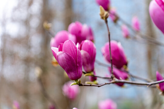 玉兰花