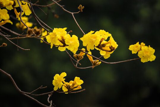 黄花风铃木