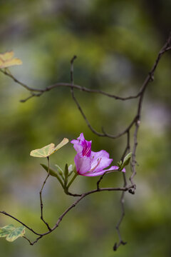 紫荆花