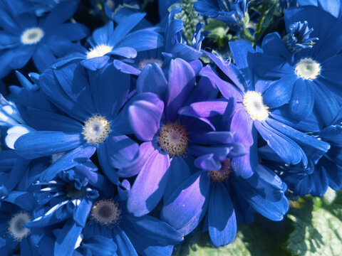 蓝色瓜叶菊花朵