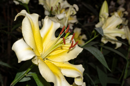 黄百合花