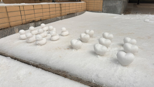 雪地动物