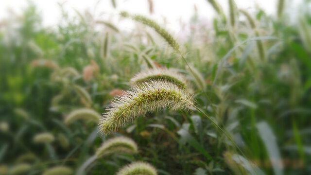 狗尾巴草