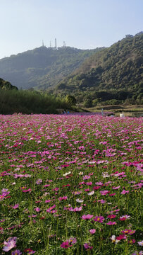 广州黄山鲁森林公园花田