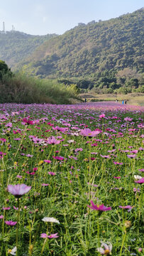 广州黄山鲁森林公园花田