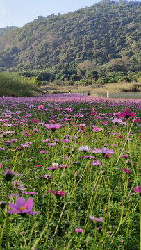 广州黄山鲁森林公园花海