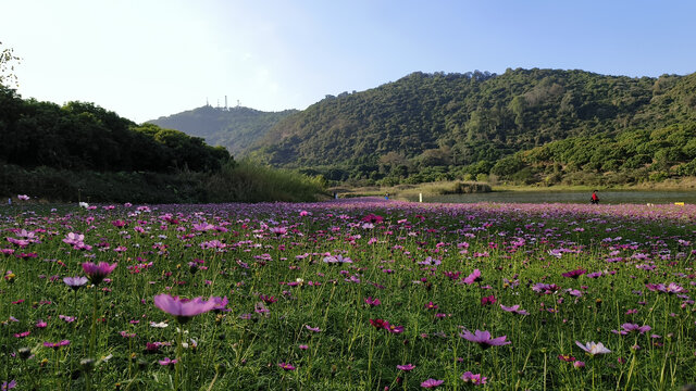 广州黄山鲁森林公园花海