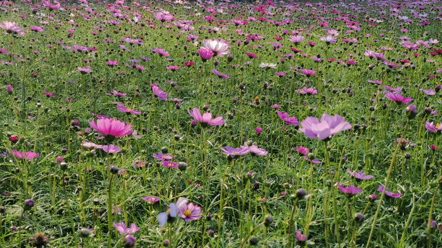 广州黄山鲁森林公园花田