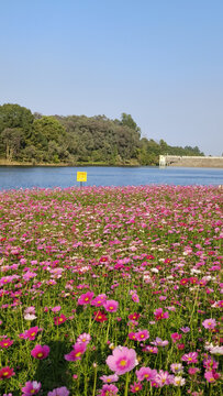 广州黄山鲁森林公园花田