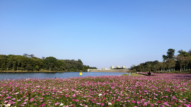 广州黄山鲁森林公园波斯菊