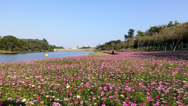 广州黄山鲁森林公园波斯菊