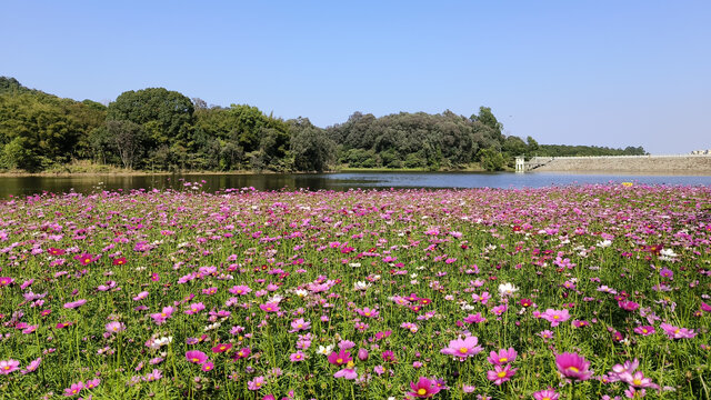 广州南沙黄山鲁森林公园