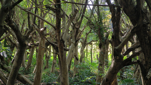 广州黄山鲁森林公园一景