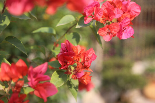 叶子花杜鹃花三角花